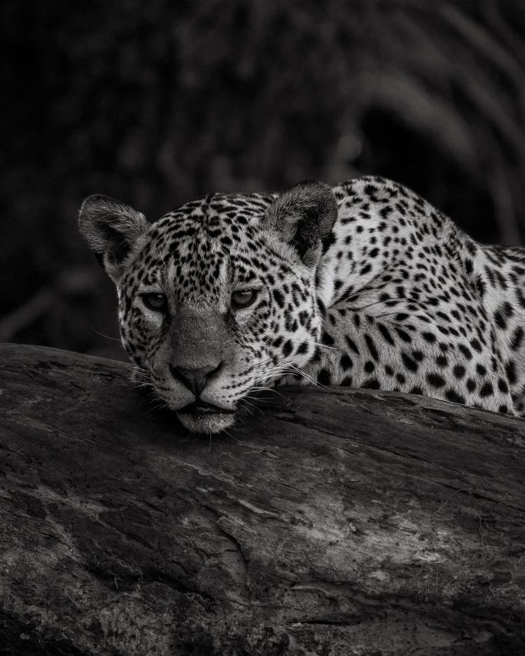 a leopard resting on a log log in the wild