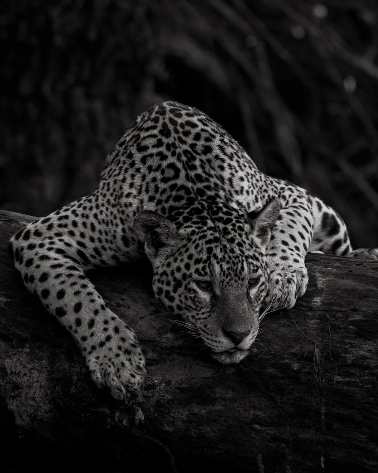 a leopard laying on a log log in the woods